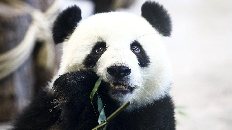 Baby panda in Berlin Zoo, 29 Jan 20