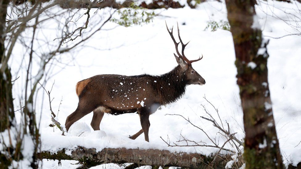 Stag in Glen Etive