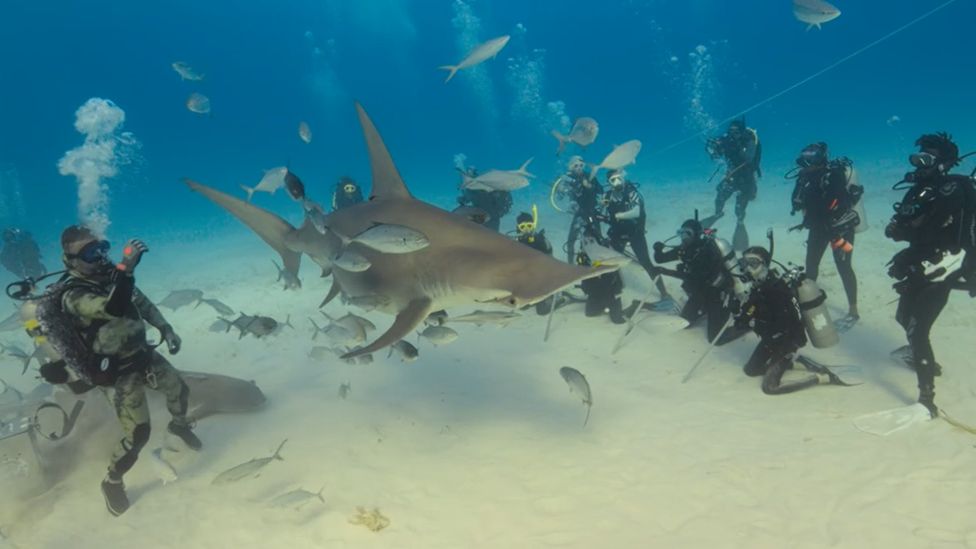 Divers with hammerhead shark