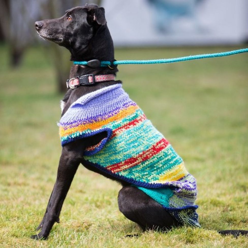 Jumpers are knitted for 'discriminatedagainst' unwanted dogs BBC News