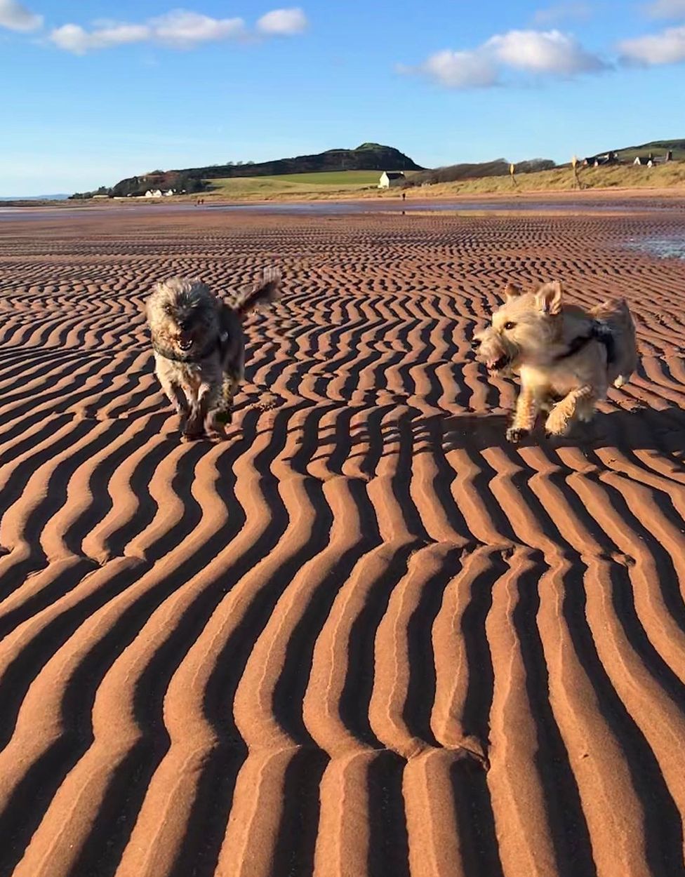 A view of the beach with 2 dogs running across small sand dunes