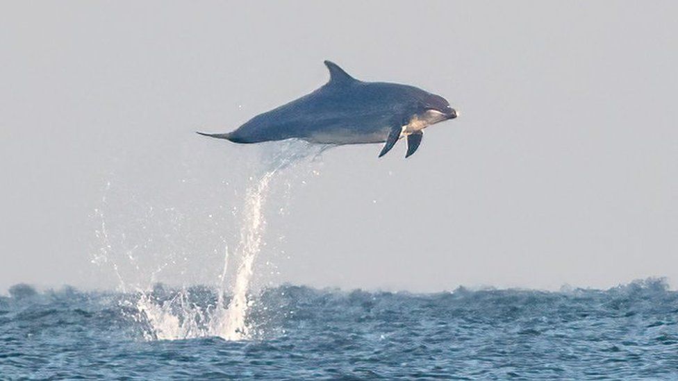 Dolphin leaping from the sea