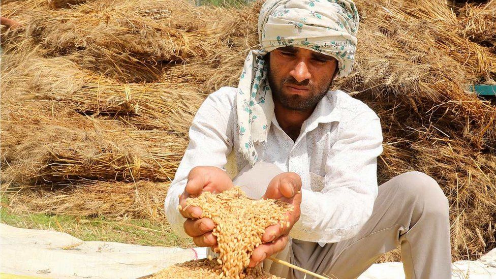 Indian farmer holding wheat near Delhi