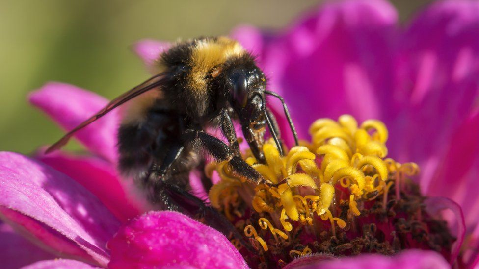 Great Yellow Bumblebee gathers nectar on a zinnia flower.