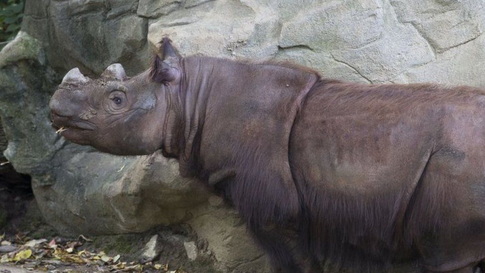 Harapan, a Sumatran Rhino, roams his enclosure on his last day of viewing at the Cincinnati Zoo and Botanical Gardens (29 Oct 2015)