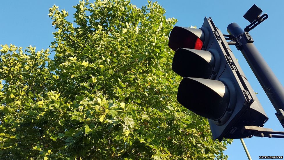 Traffic light and tree (Image: Oatsy40/Flickr)
