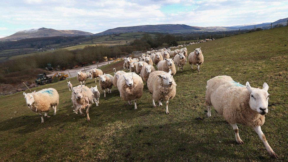 sheep running in fields