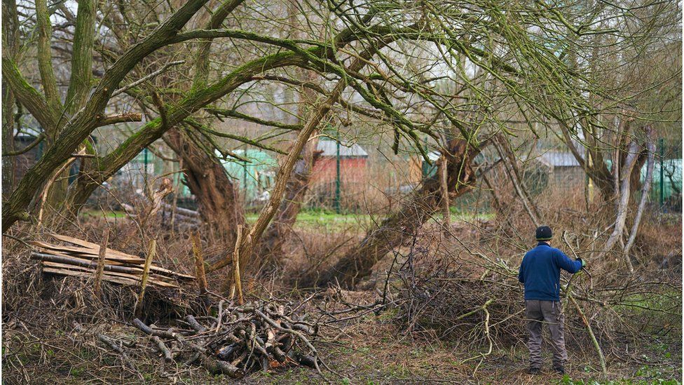 A volunteer works to clear foliage by the Colne