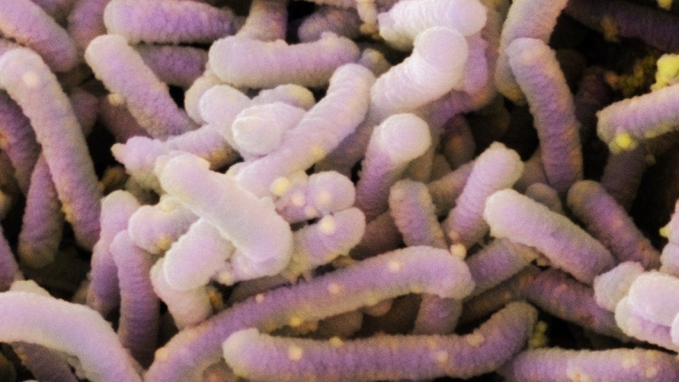Lactobacillus casei bacteria- a bacterium that is found in the human intestines and mouth.