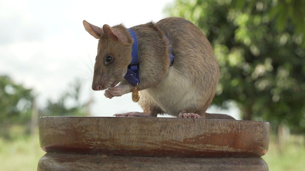 Magawa the mine-detecting rat wins PDSA Gold Medal - BBC News