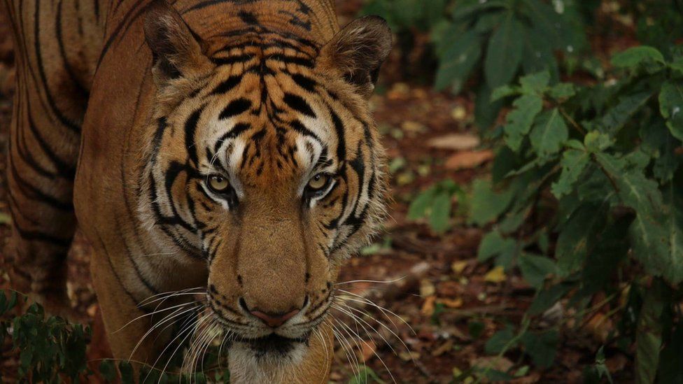A tiger in Thailand