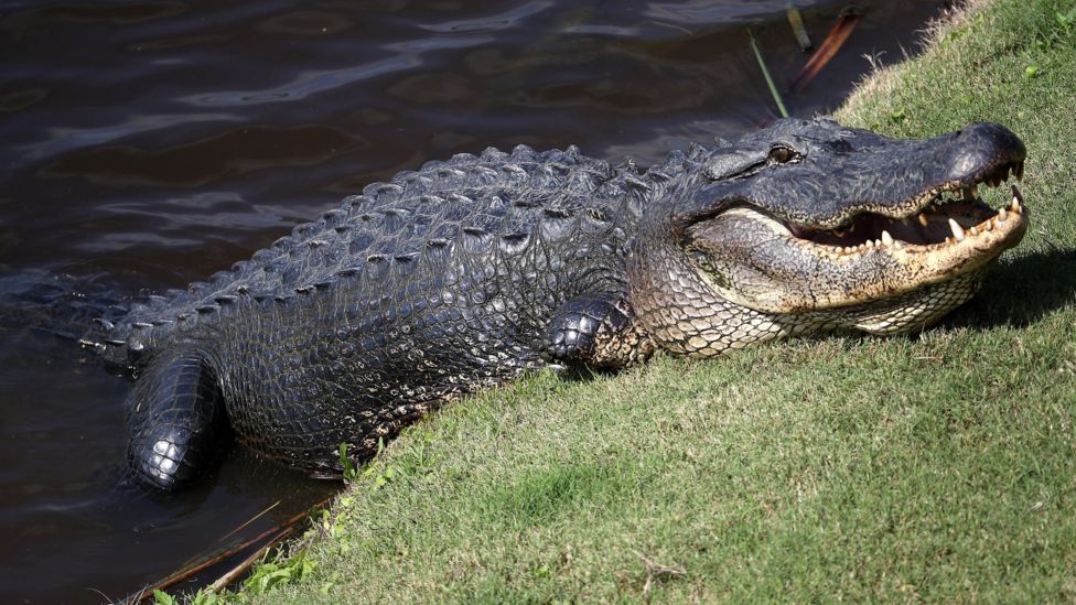 US dog walker killed in South Carolina alligator attack - BBC News