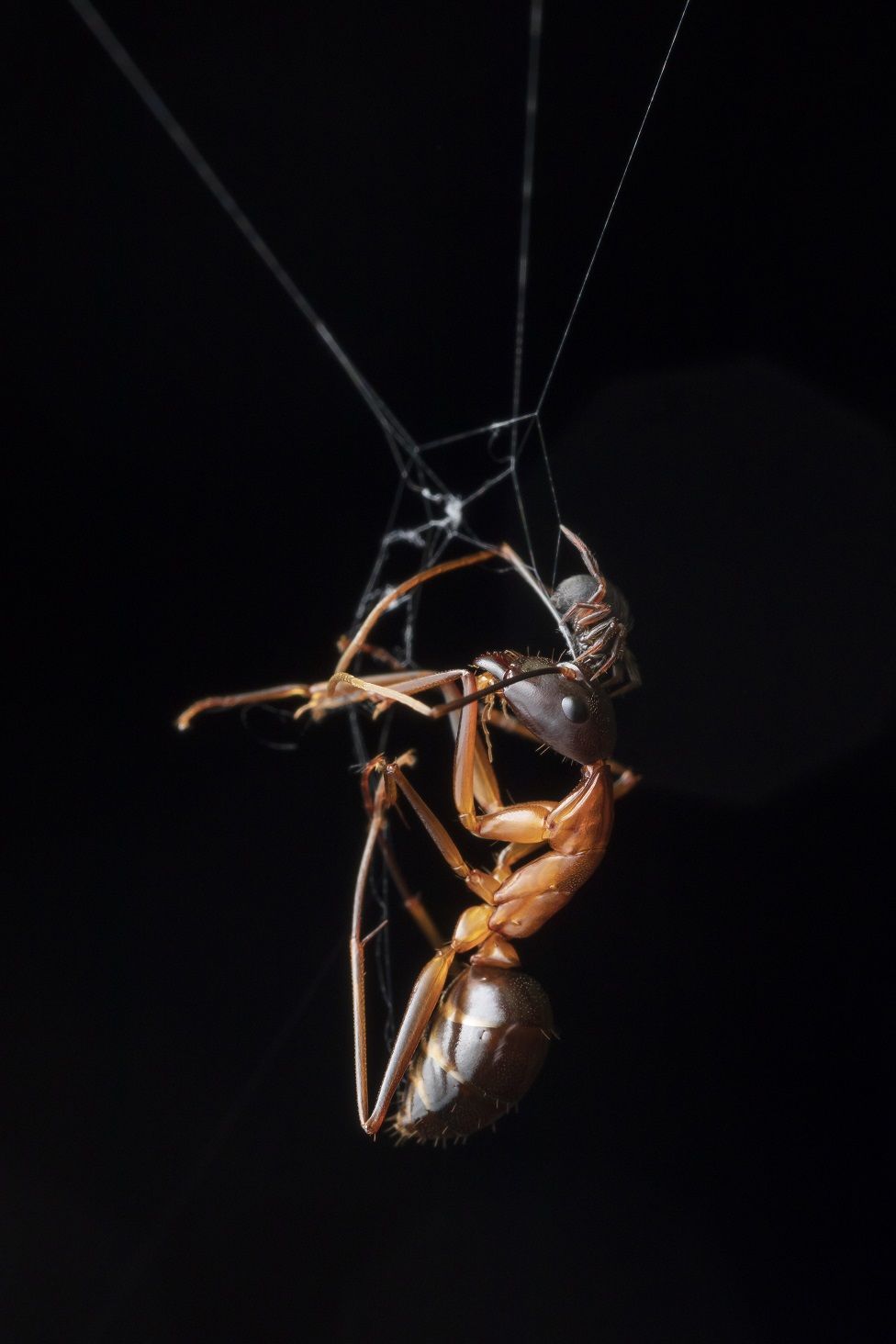 A spider with an ant in a web