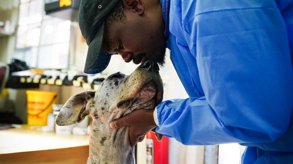 A vet kissing a great dane dog at an animal clinic. He is a wearing a blue overall in Cape Town, South Africa - Tuesday 26 July 2022