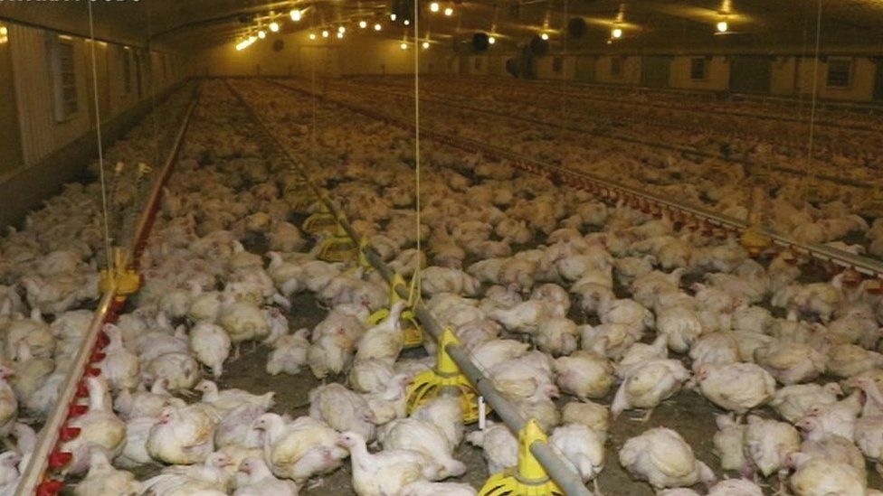 Chicken farm welfare concerns