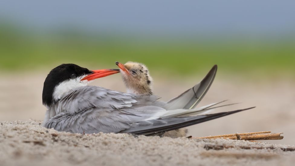 A Common Tern parent in the nest with new-born chick