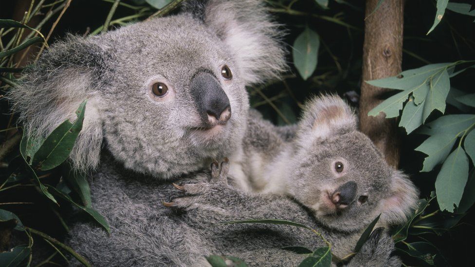 A koala and her joey