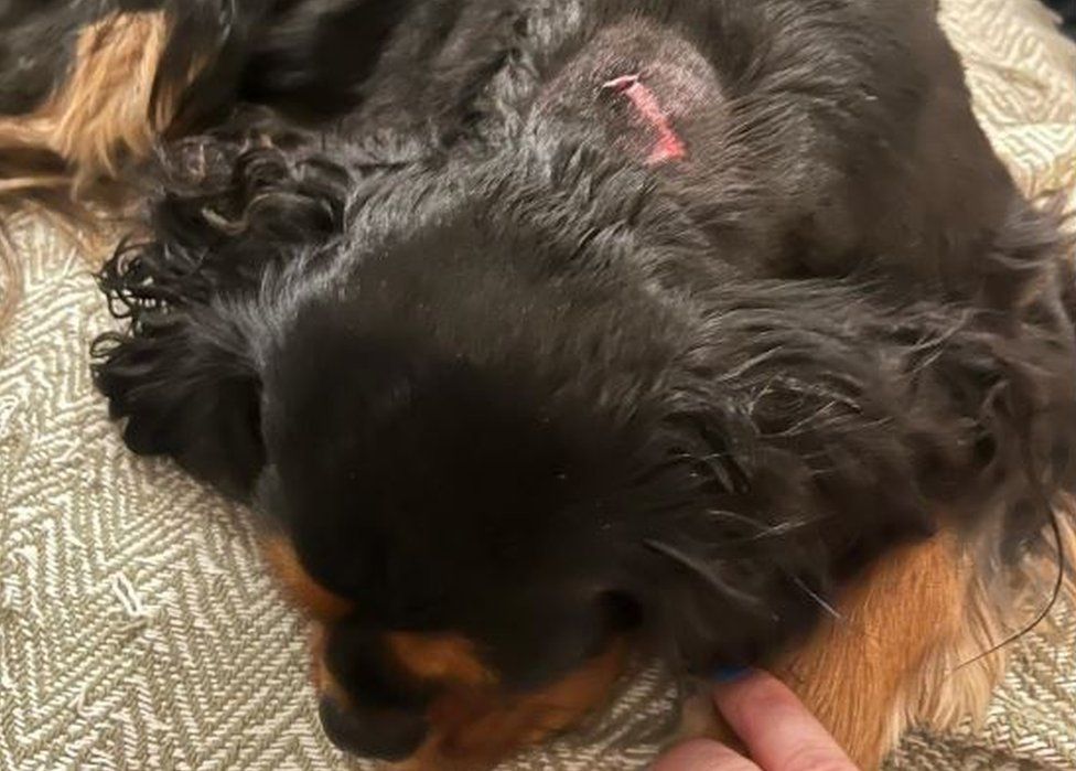 Coco's neck wound