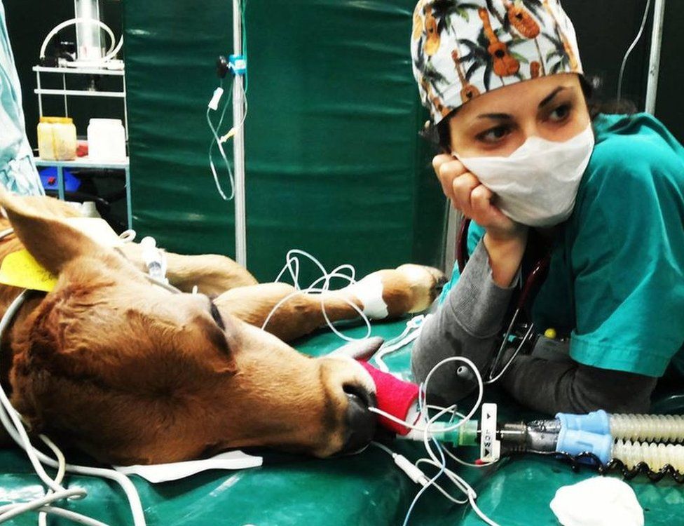 Hamaseh Tayari at work with a cow under anaesthetic