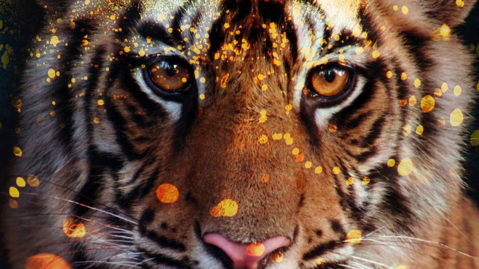 A close-up of a tiger's face with dots of yellow and orange light scattered all over it.