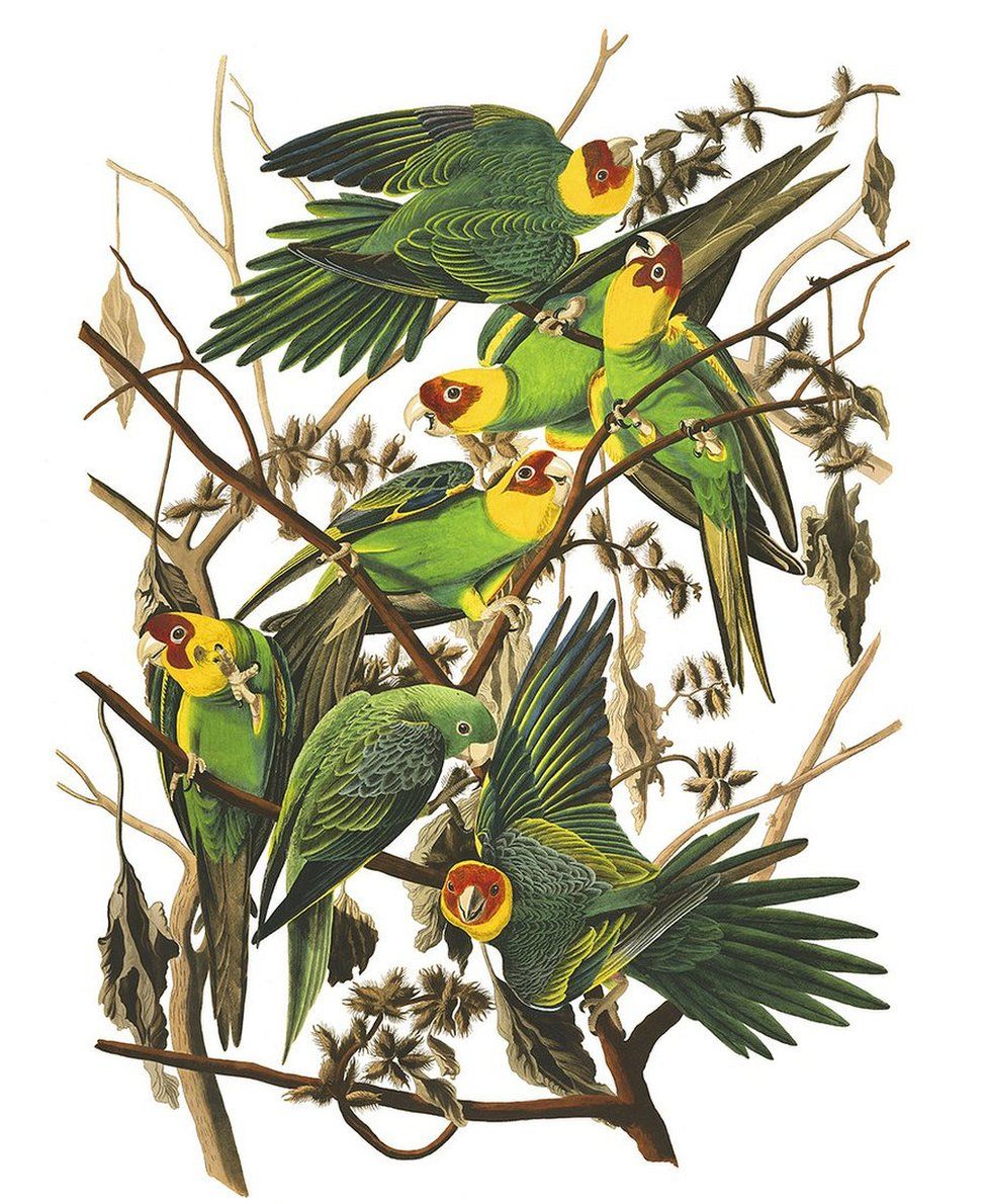 Carolina parakeets