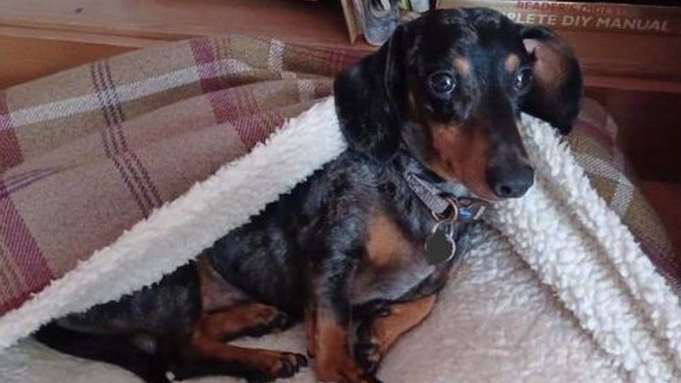 Eric the Dachshund was found at the property6