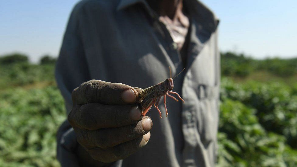 A farmer holds a locust at a field in the Pakistani port city of Karachi on November 11, 2019