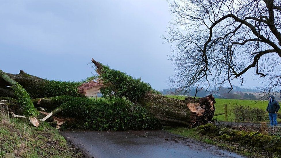 Tree blocks the entrance to the Meadowpark Equestrian Centre in Houston, Renfrewshire
