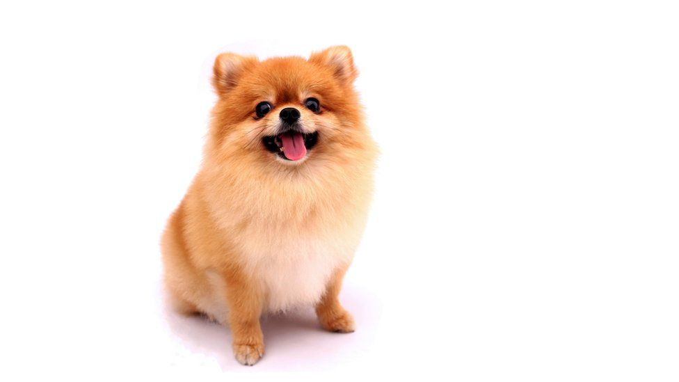 A Pomeranian dog (stock photo)