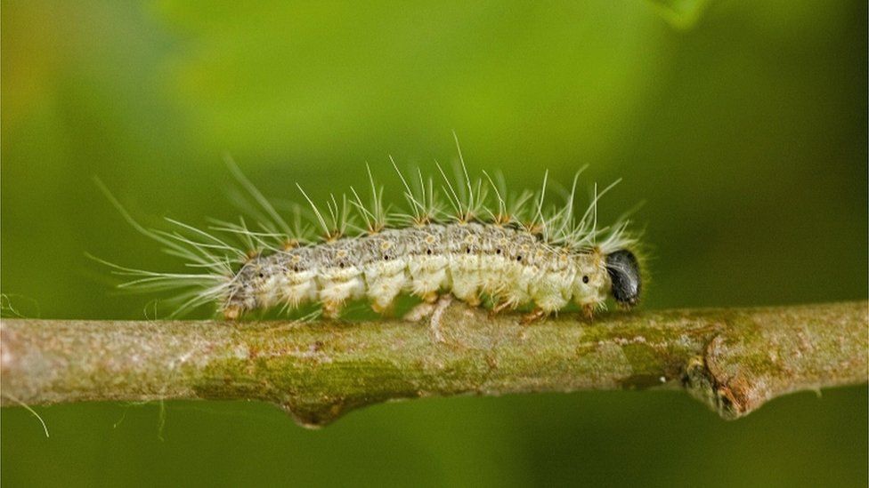 Caterpillar