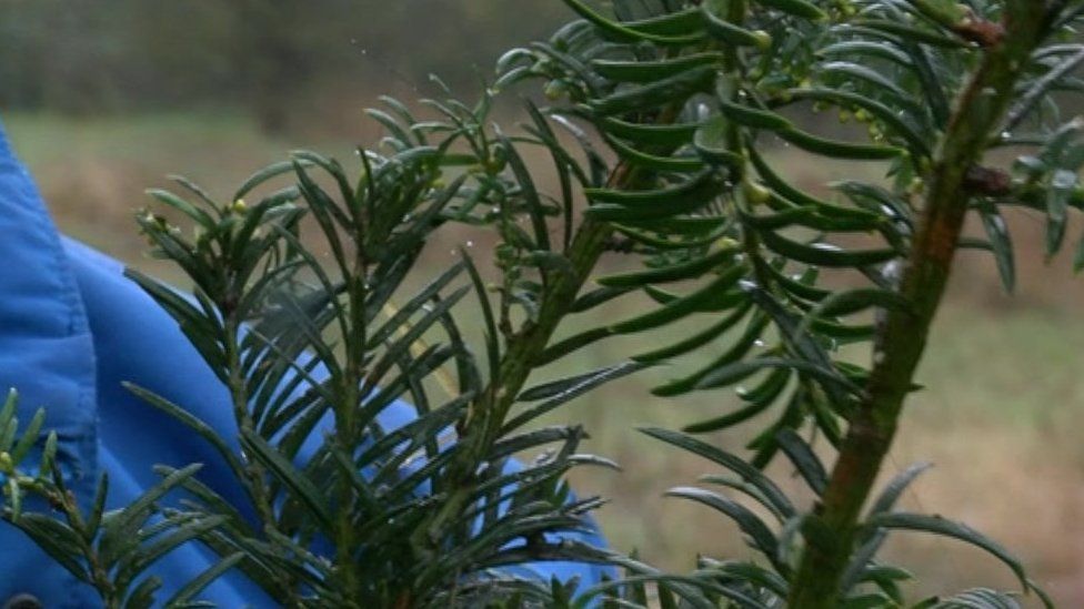 Cows and calves die after eating waste yew cuttings in Hook BBC News