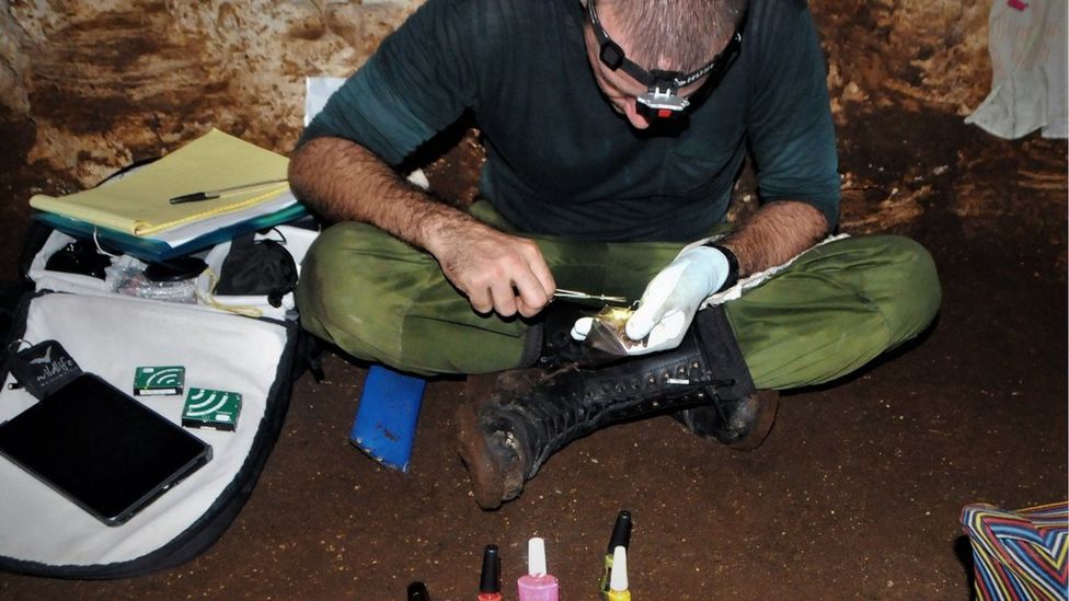 Un investigador pintando las uñas o garras de un murciélago para poder identificarlo