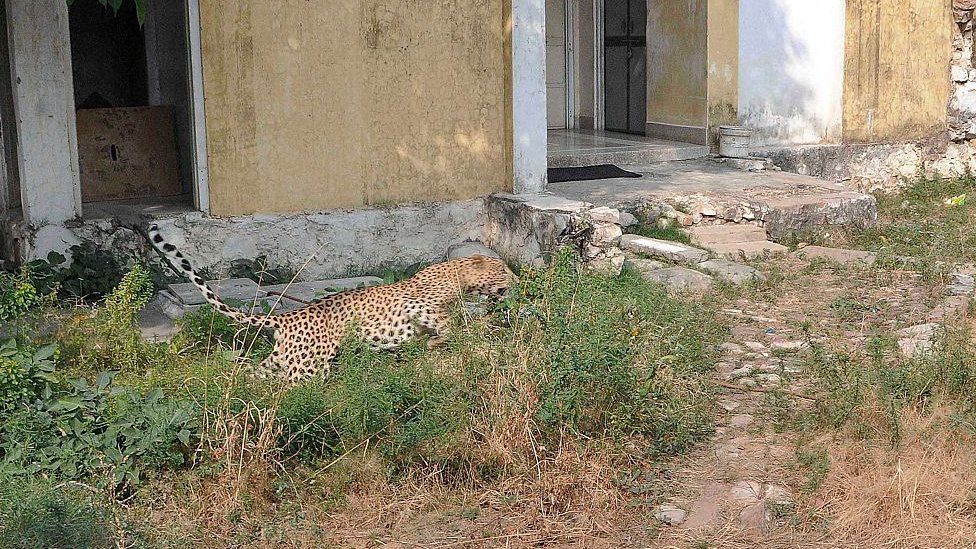 A leopard that had strayed into a house in Milap Nagar colony moves towards a neighbouring building, on November 7, 2015 in Jaipur, India.