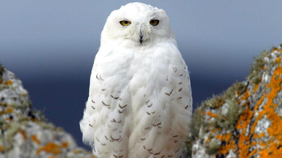 Live owls dropped from Harry Potter play BBC News