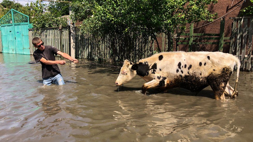 A man tries to move a cow on in a flooded district of the city of Kherson, southern Ukraine. Photo: 6 June 2023