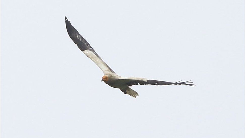 Egyptian Vulture