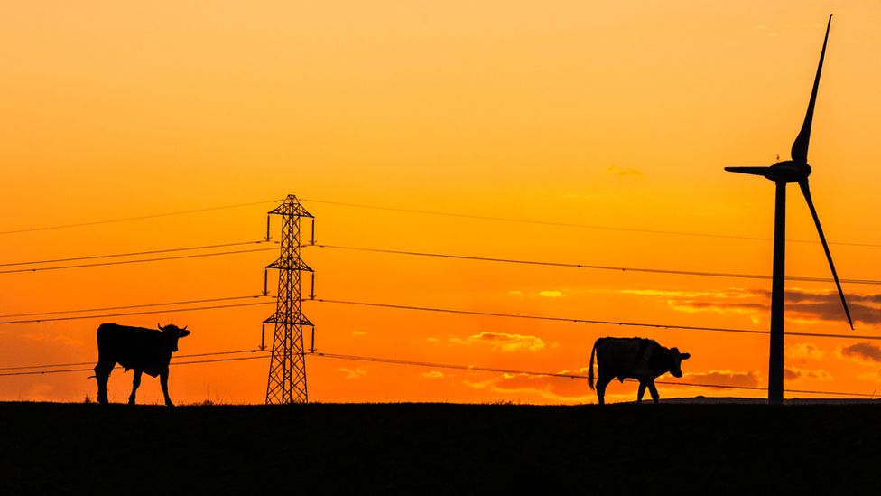 Two cows graze in front of a wind turbine