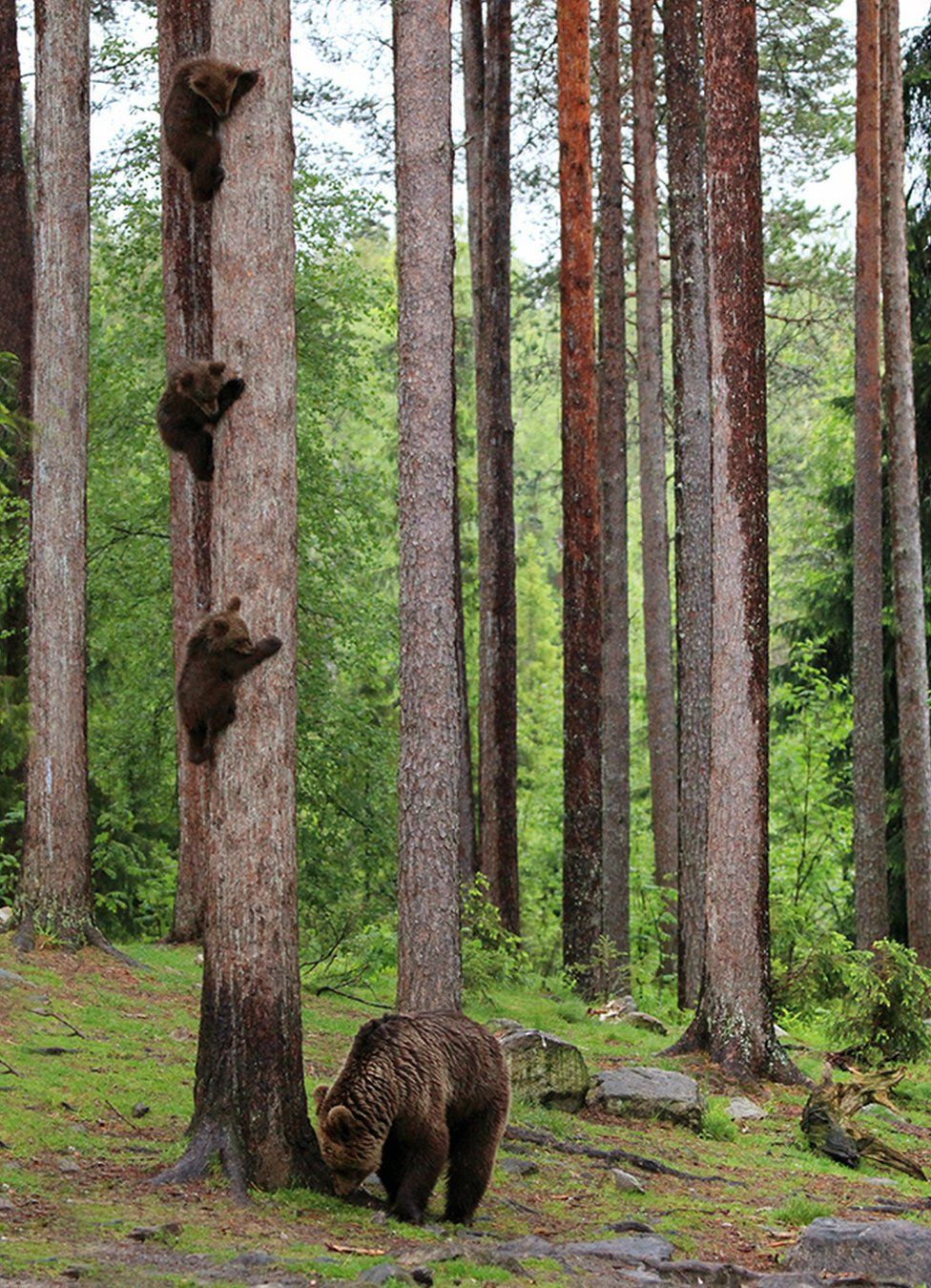 Three bear cubs on a tree trunk with an adult bear on the ground