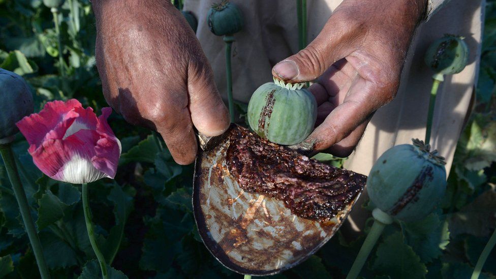 An Afghan farmer harvests opium sap from a poppy field in the Surkh Rod district of Nangarhar province, 21 April 2017