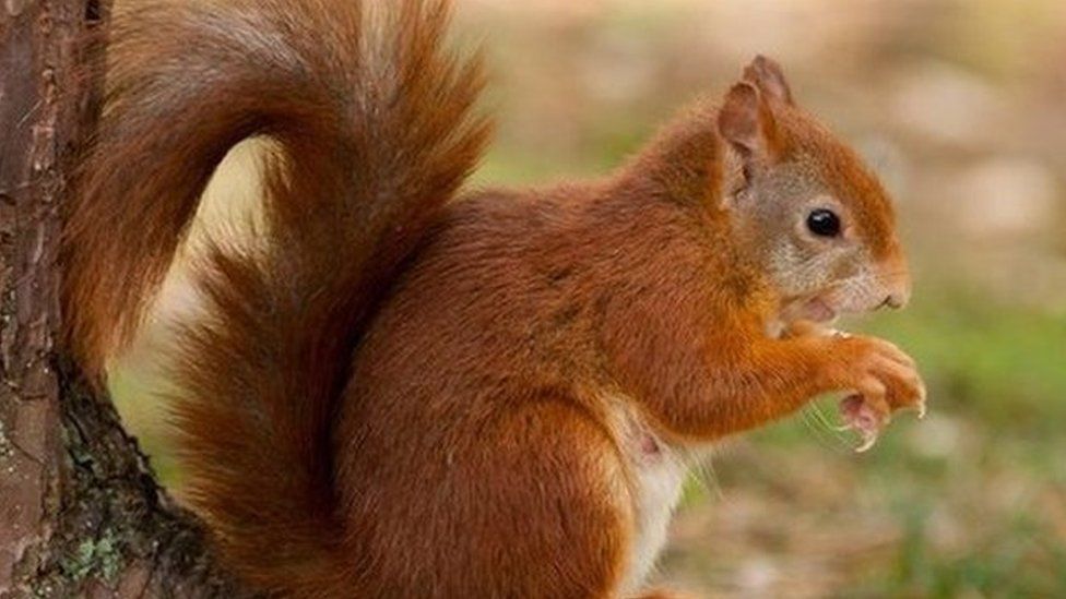 Red squirrel home hope for Clocaenog Forest, Denbighshire - BBC News