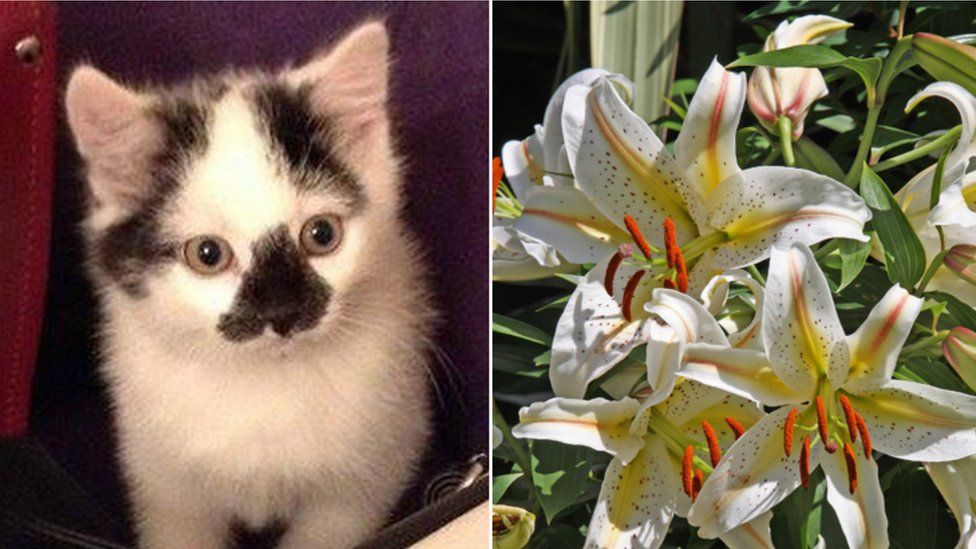 Ecigarettes poison 100 pets, as vets reveal list of danger items BBC