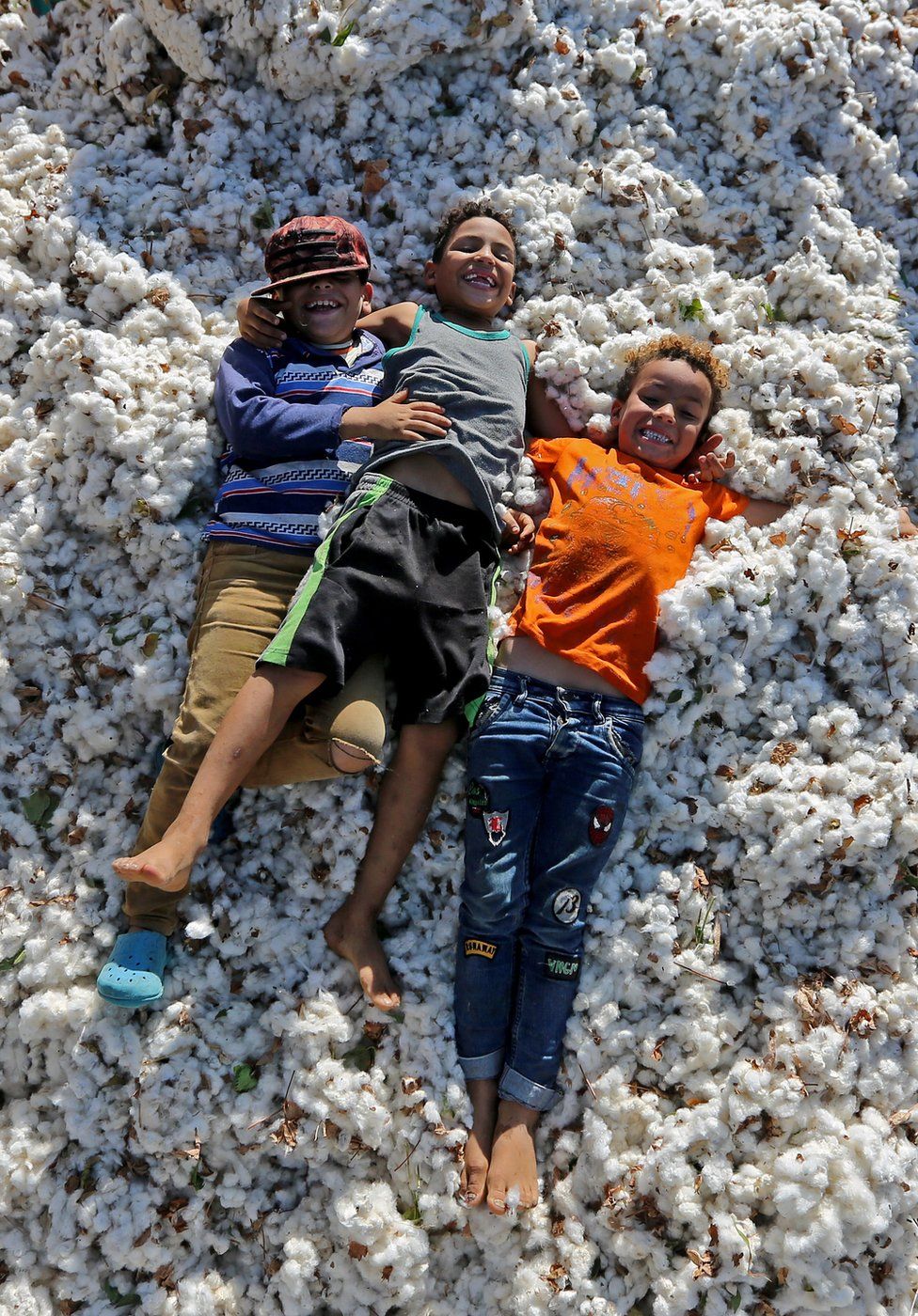 Children play on top of cotton bolls.