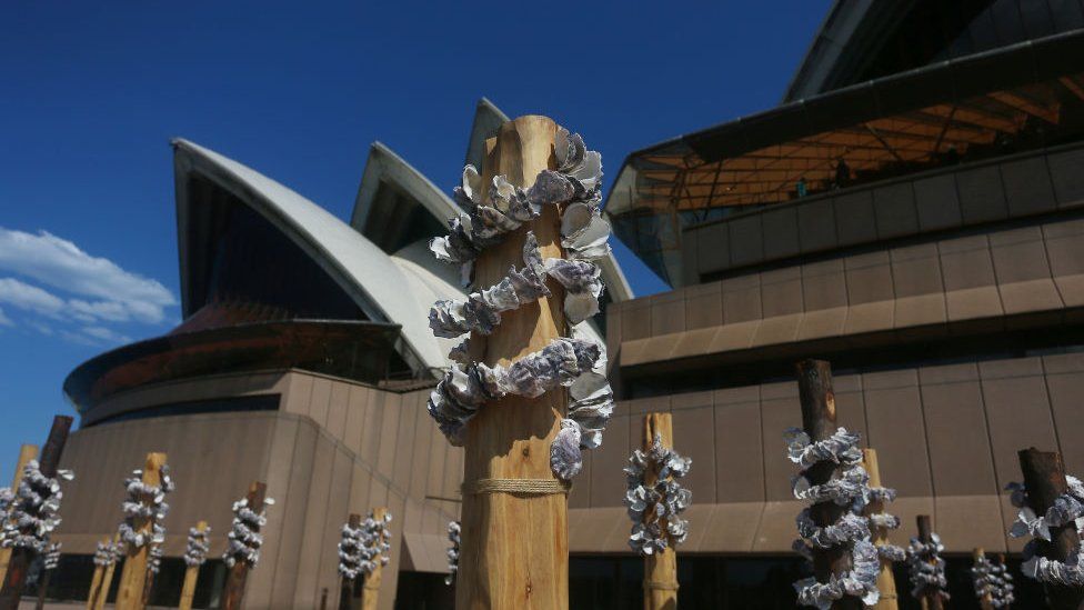 The installation will remain in place during the Opera House's 50th birthday celebrations
