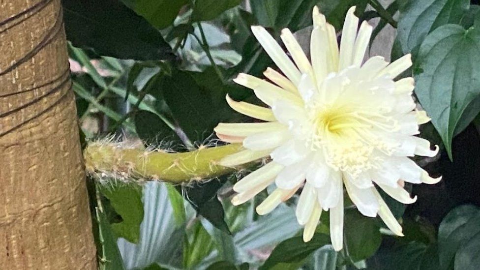A moonflower pictured in bloom in Cambridge