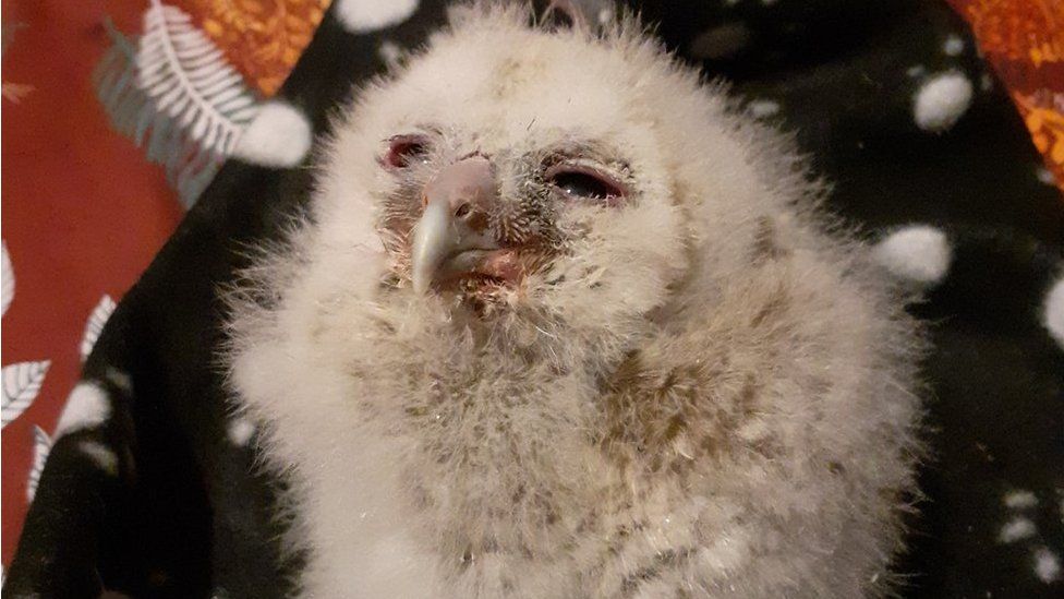 Owl Baby Miracle