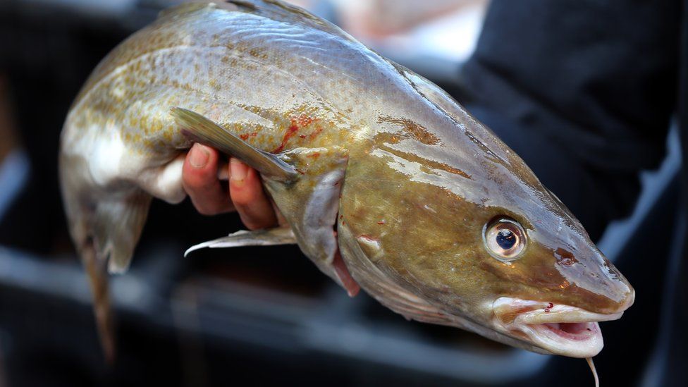A fisherman holds a cod in his hand
