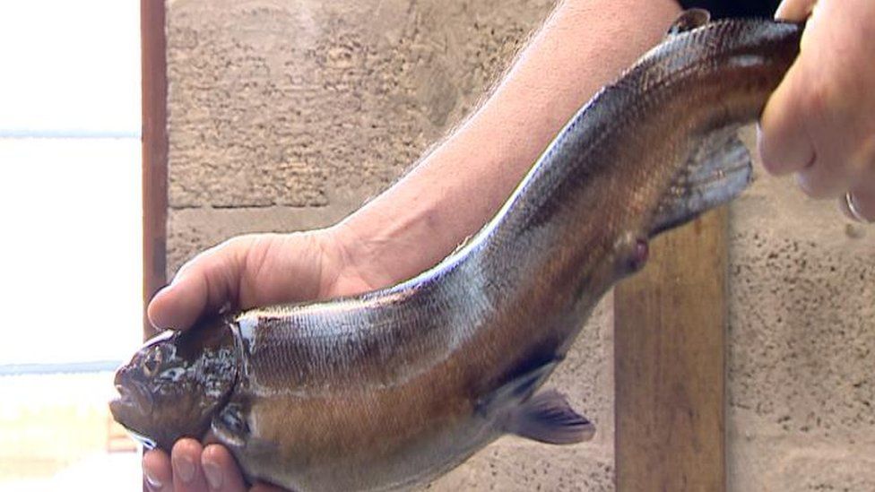 Energy firm completes new salmon hatchery at Contin BBC News