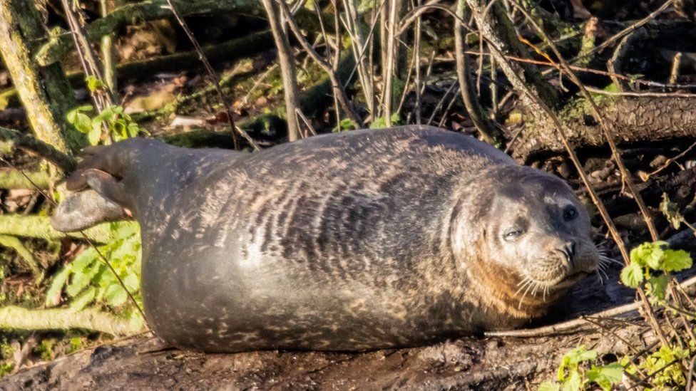 Seal on bank of a fishing lake