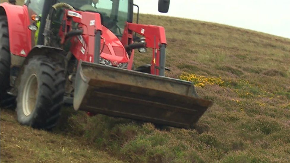 Red tractor drives over gorse during harvesting process
