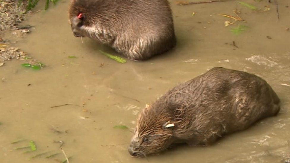 Beavers at Lydbrook